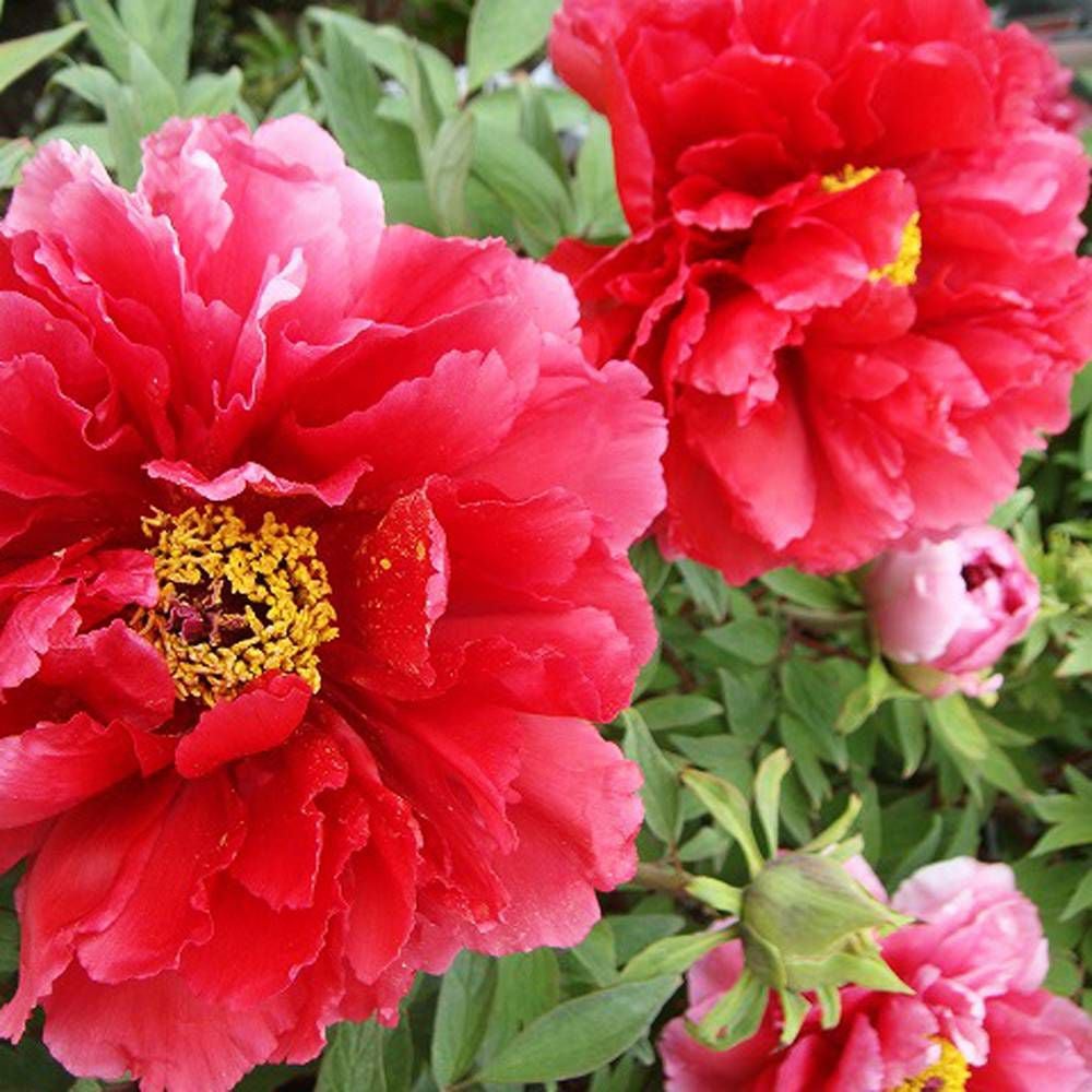 000000002529-08.jpg?size=l&w=