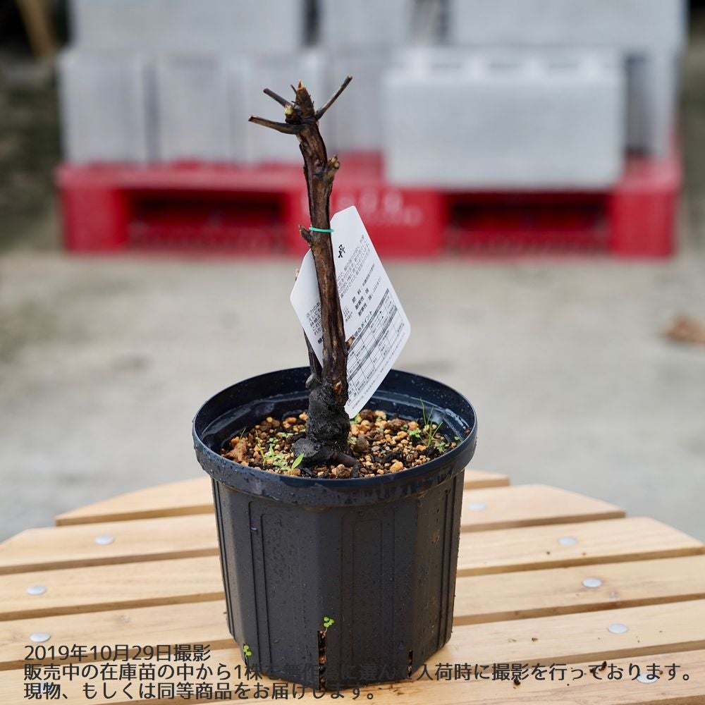 牡丹 新日月錦 苗 販売 苗木部 By 花ひろばオンライン