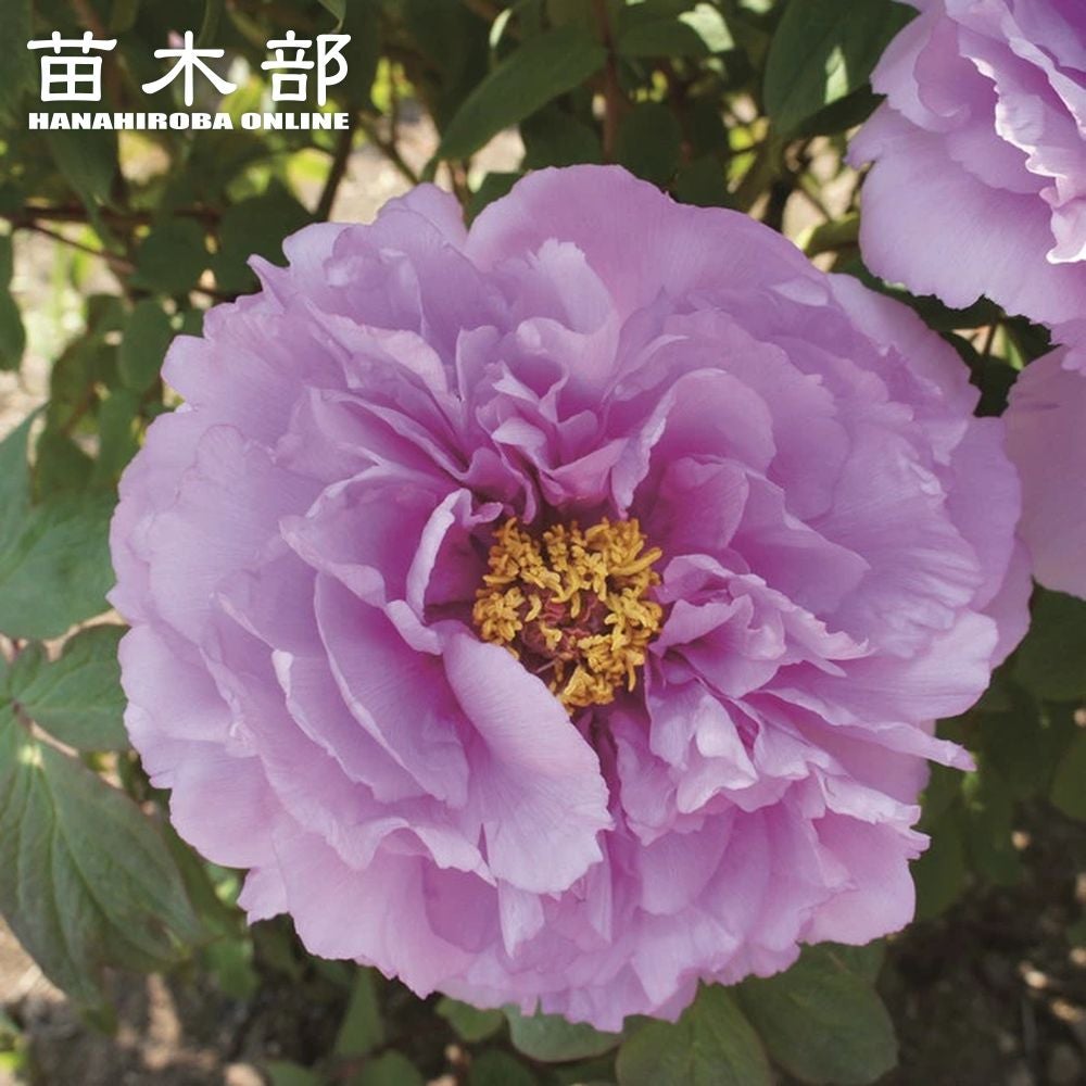 000000002536-01.jpg?size=l&w=