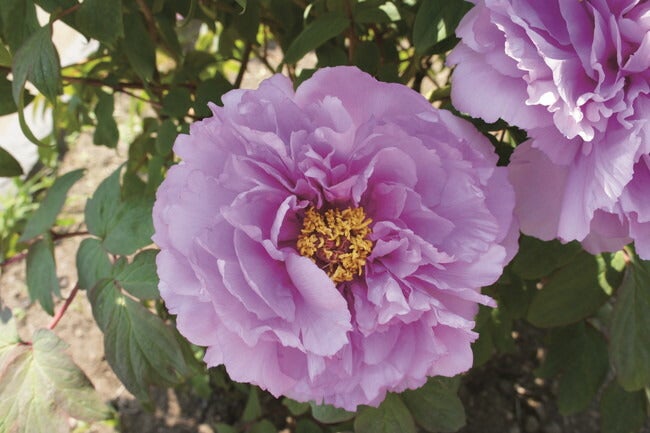 牡丹 鎌田藤 苗 販売 苗木部 By 花ひろばオンライン