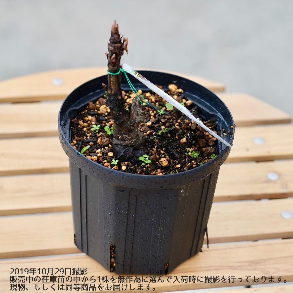 み*ん様 姫牡丹 国内実生 鉢植え メルカリ便送料込み 牡丹 貴婦人 苗 販売 苗木部 By 花ひろばオンライン