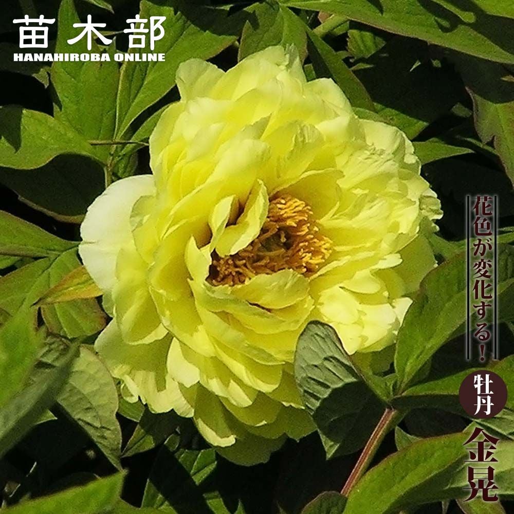 ボタン牡丹 金晃 鉢ごと発送 000000002540-01.jpg?size=l&w=