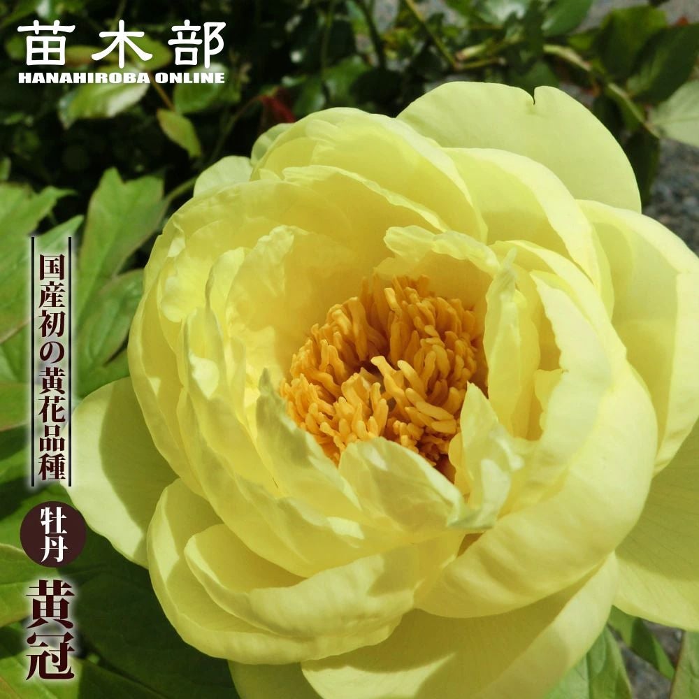 000000002554-01.jpg?size=l&w=