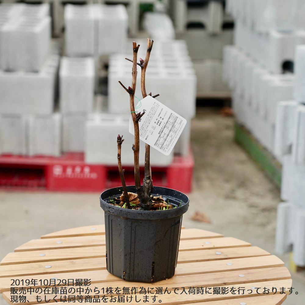 牡丹 黄冠 苗 販売 苗木部 By 花ひろばオンライン