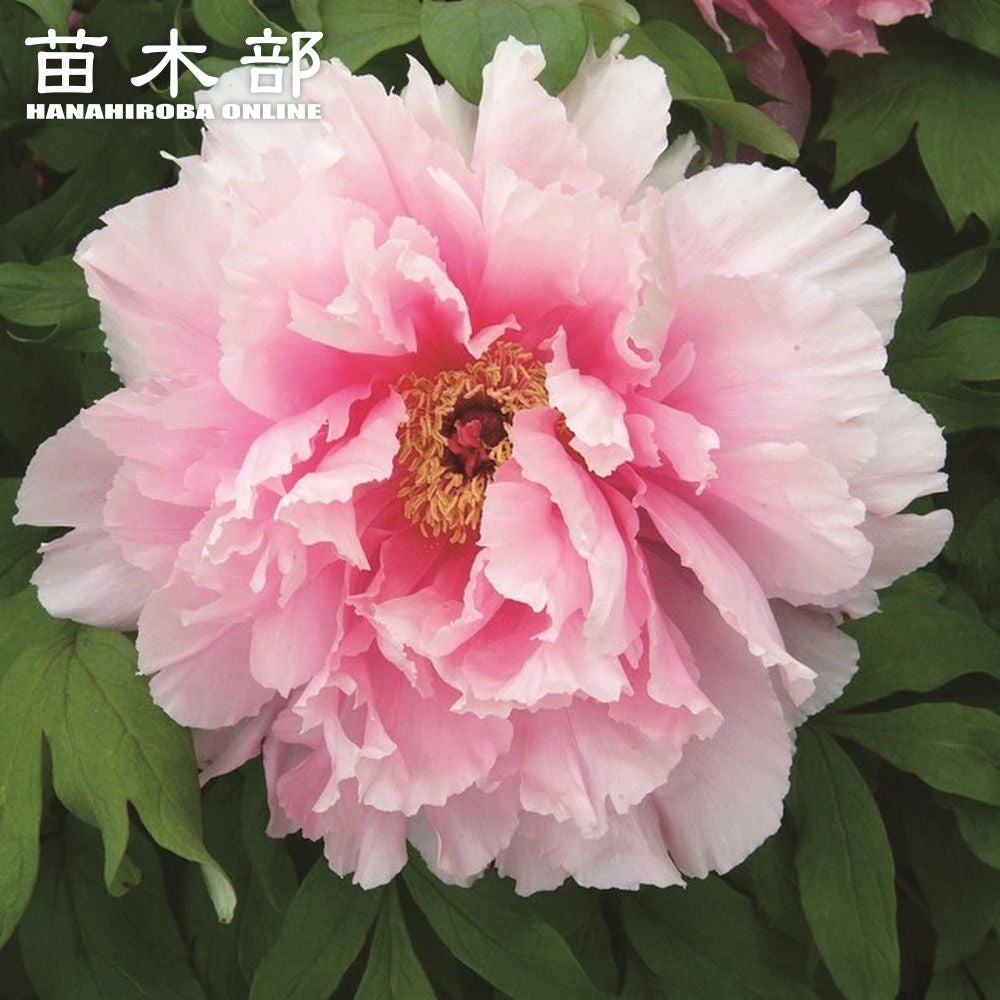 000000002559-01.jpg?size=m&w=