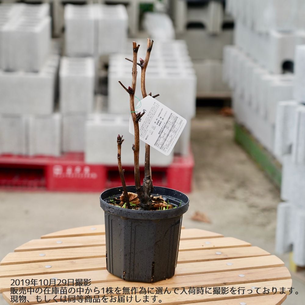 季節花鉢 牡丹 ボタン 聖代 4輪 10号鉢 写真現物 極上品 000000002559-02.jpg?size=l&w=