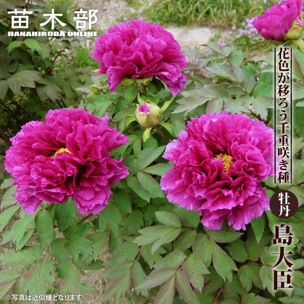 000000002565-01.jpg?size=l&w=