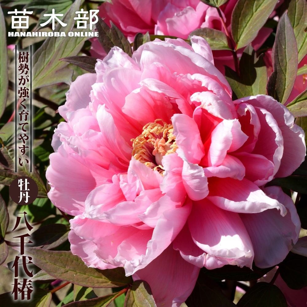 000000002589-01.jpg?size=m&w=