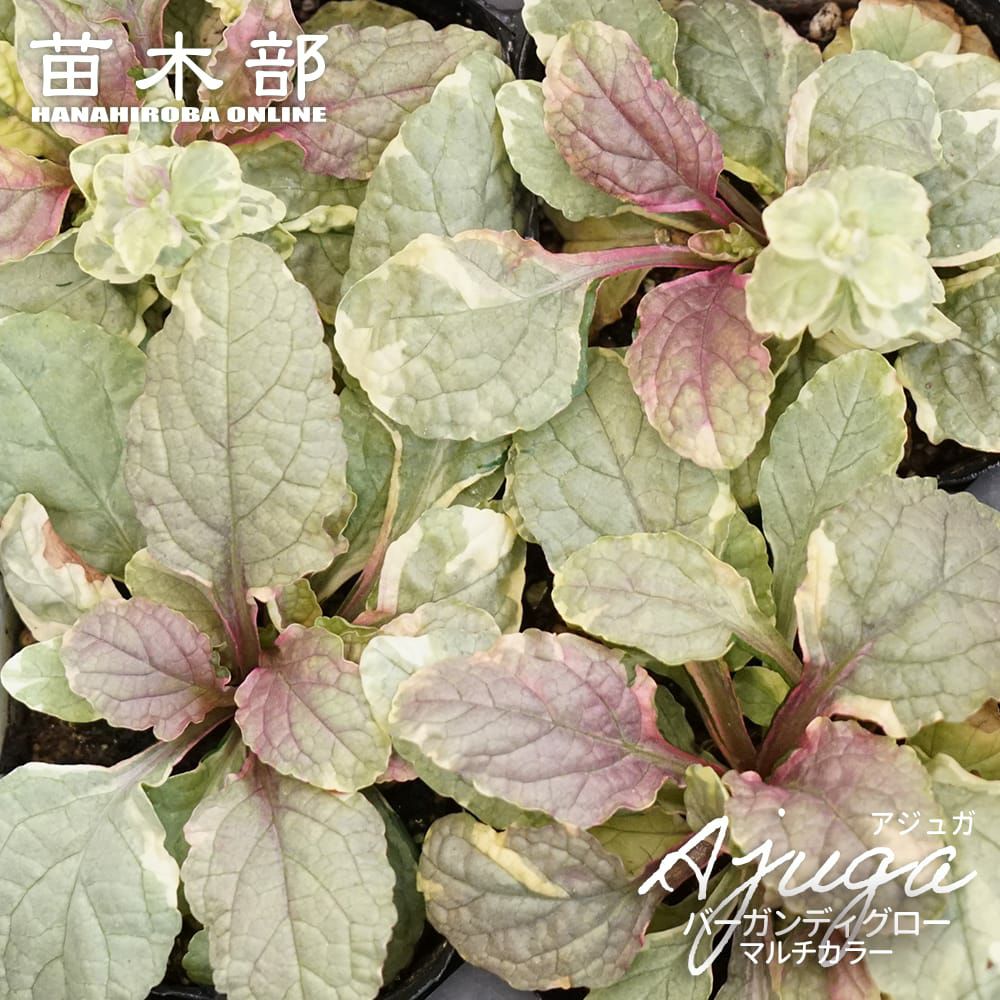 アジュガ レプタンス 苗 販売 苗木部 By 花ひろばオンライン