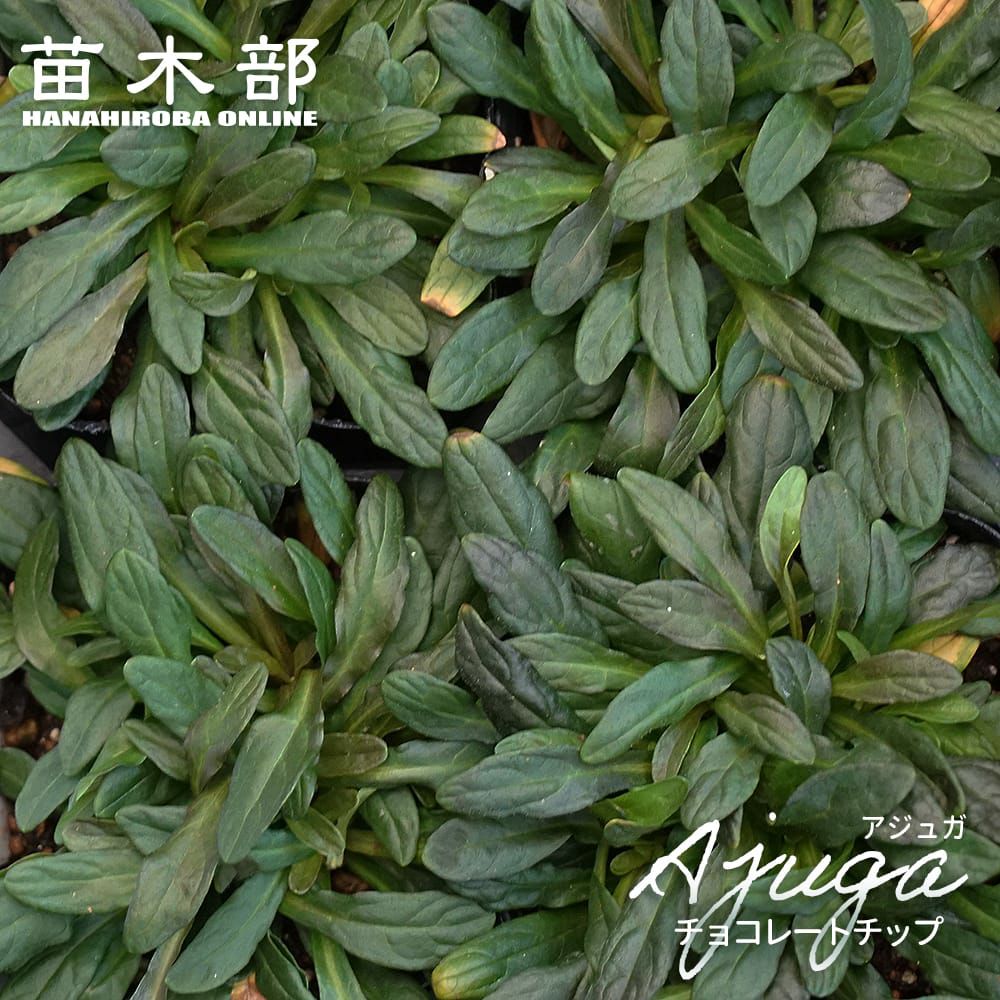 アジュガ レプタンス 苗 販売 苗木部 By 花ひろばオンライン