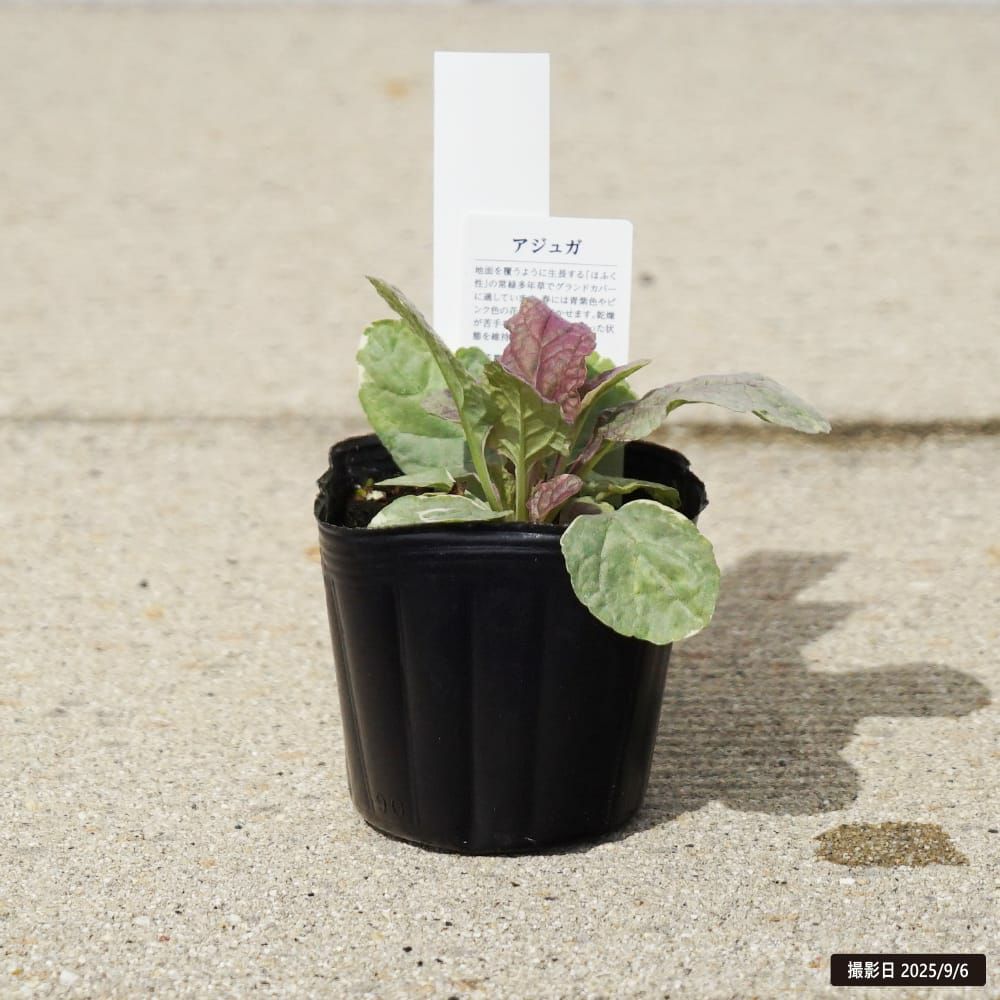 アジュガ レプタンス 苗 販売 苗木部 By 花ひろばオンライン