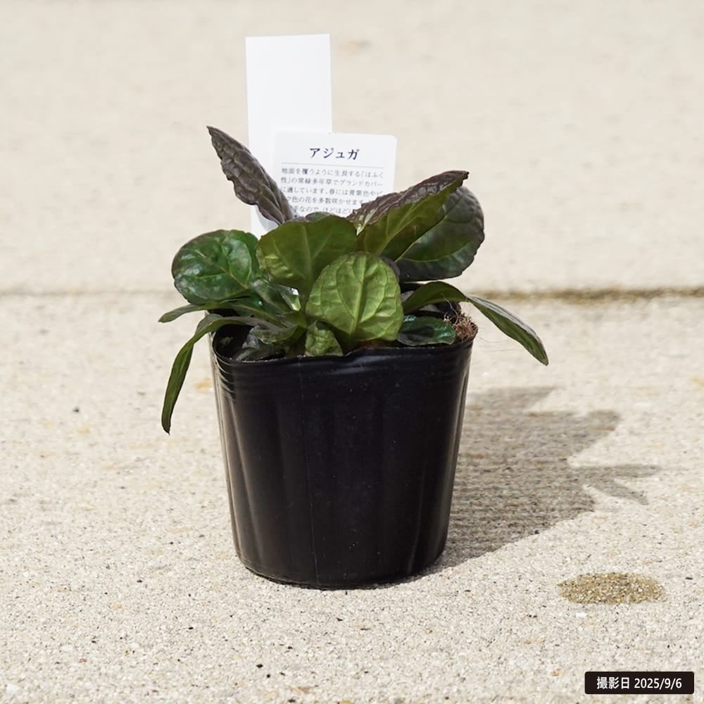 アジュガ レプタンス パープレア 3号ポット苗