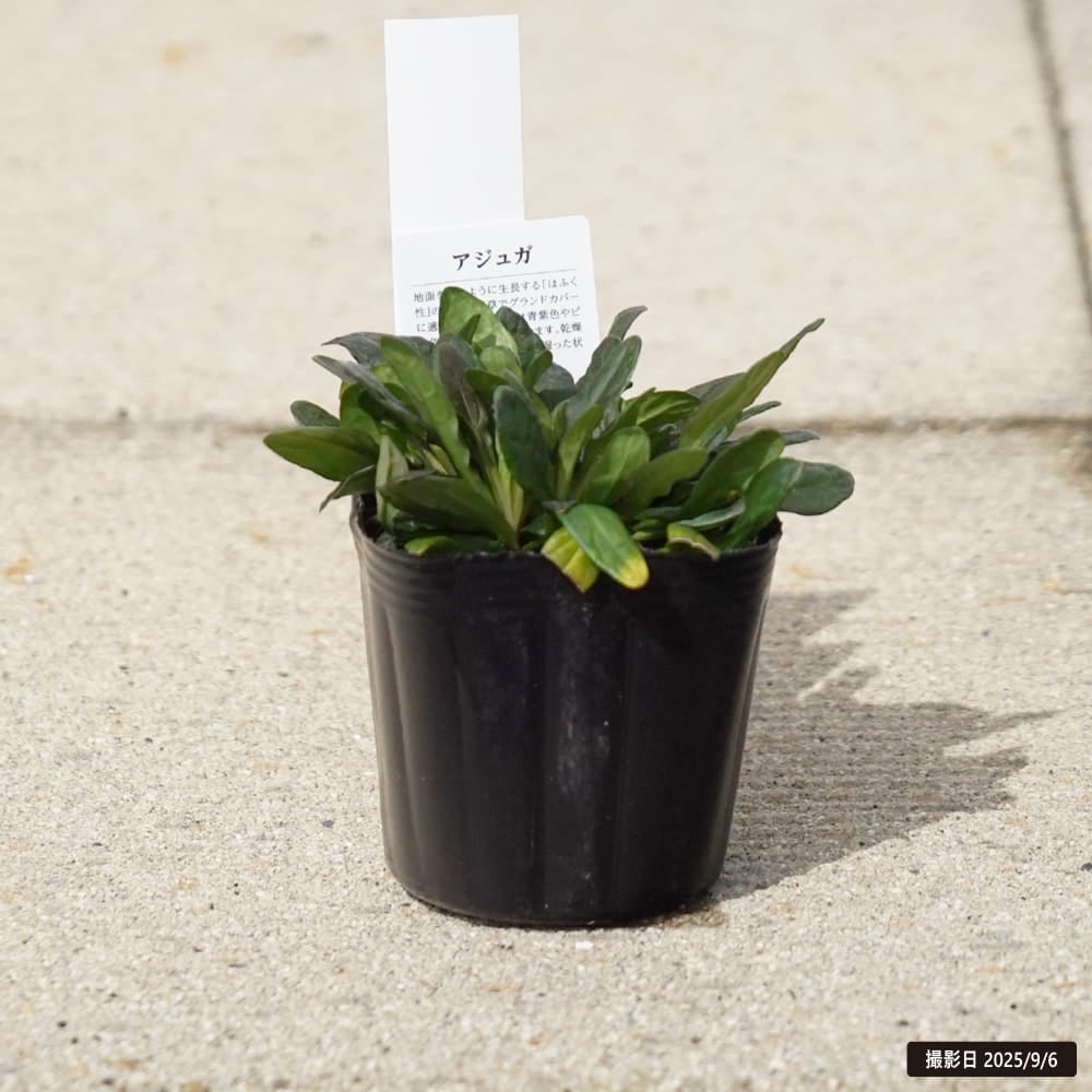 アジュガ チョコレートチップ 3号ポット苗