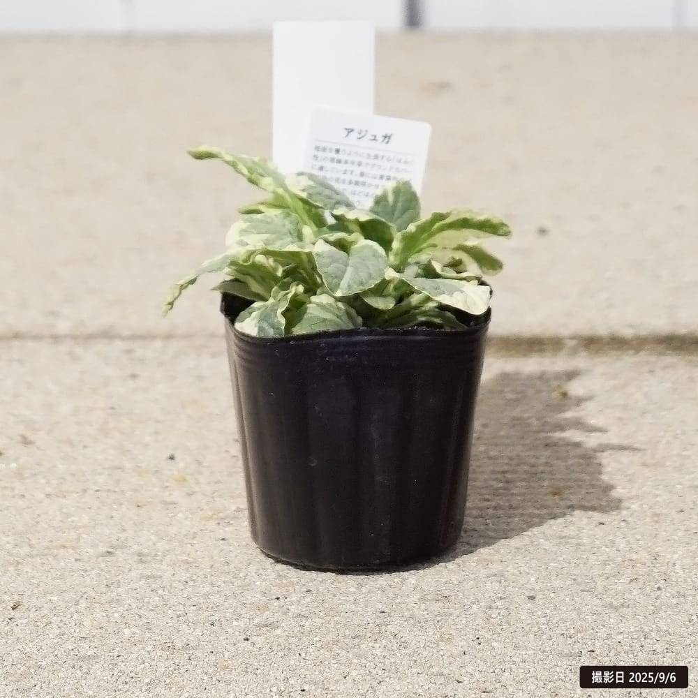 アジュガ バリエガータ 3号ポット苗
