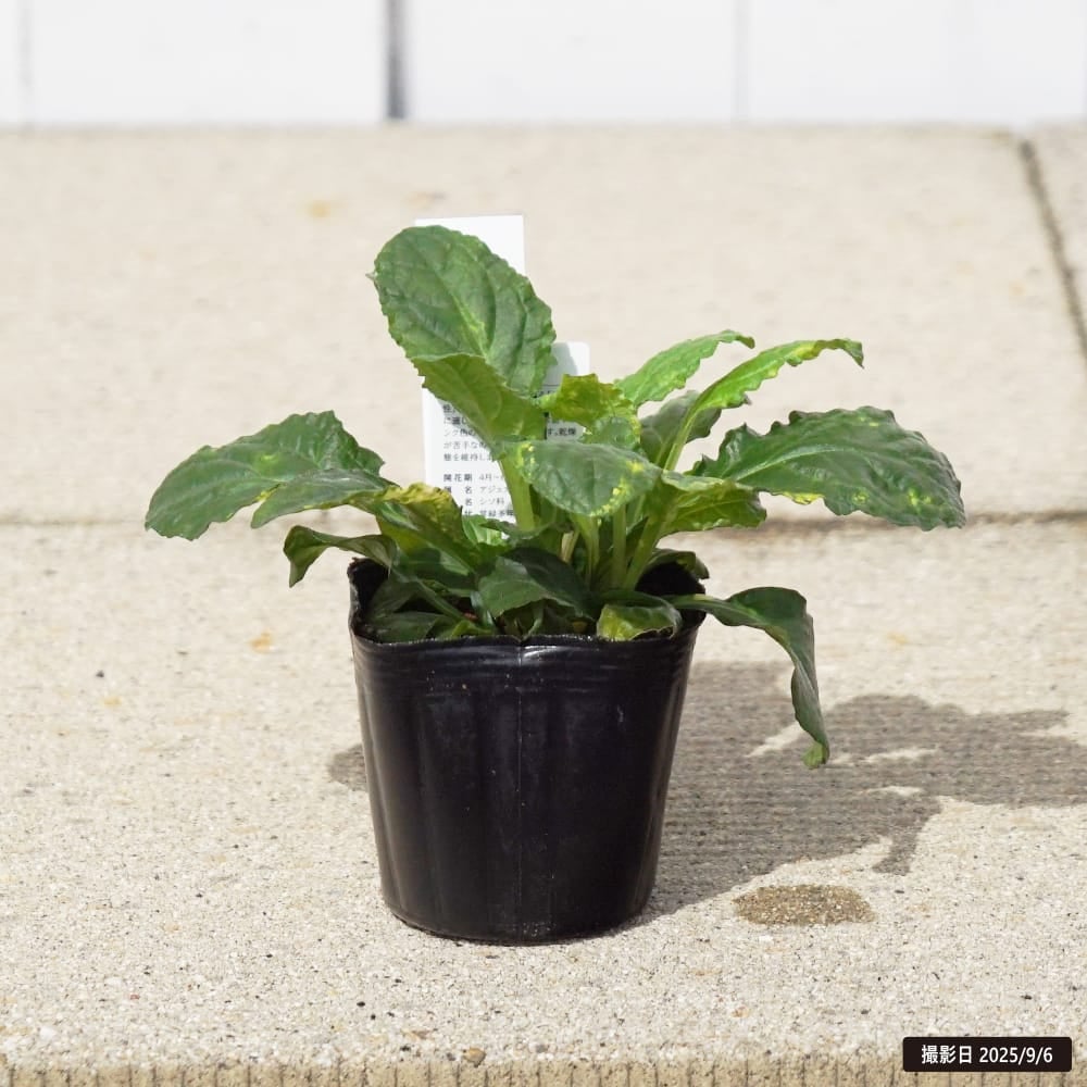 アジュガ 黄斑 3号ポット苗