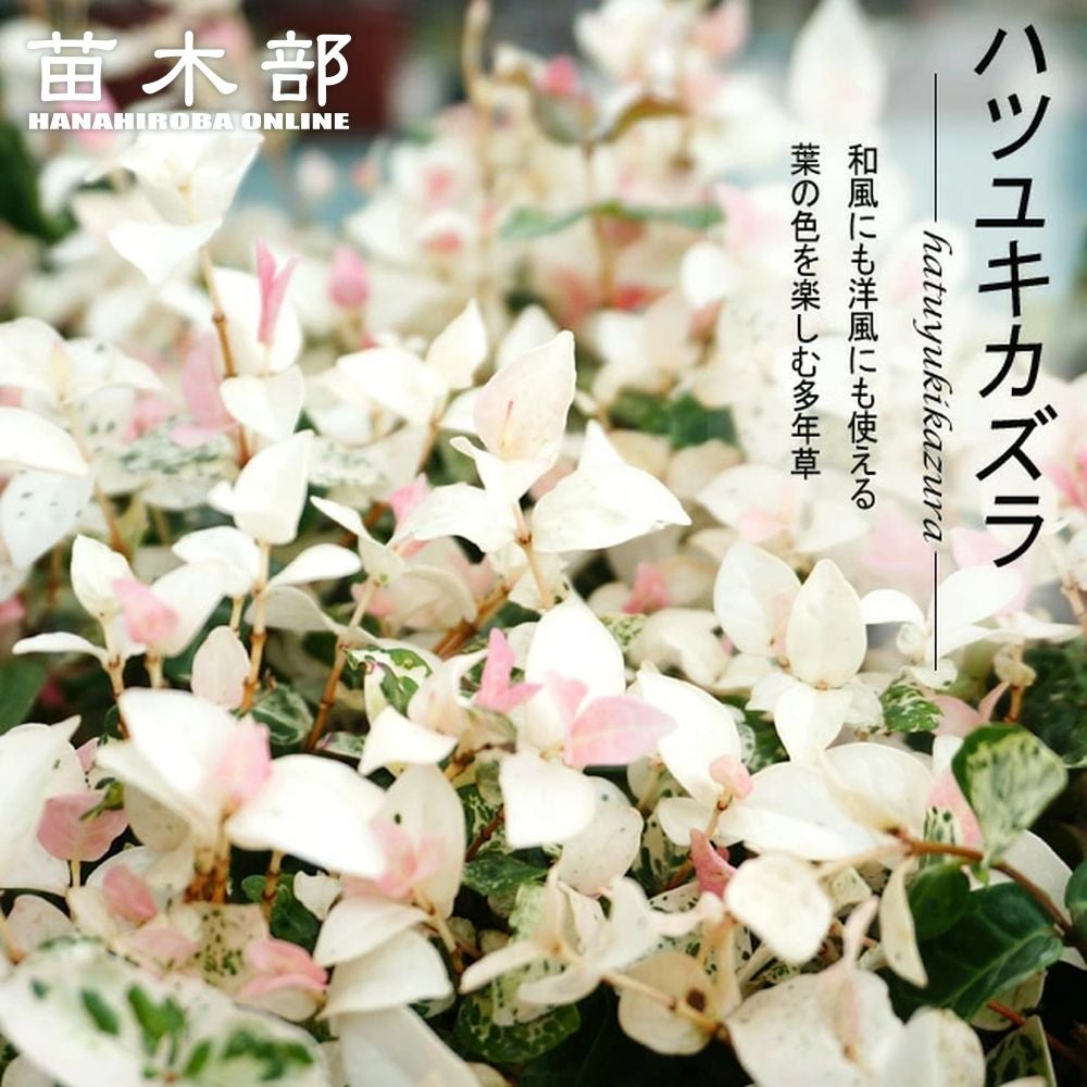 No1―No2 大型株ハツユキカヅラ観葉植物 緑とピンクの葉 約55cm〜大迫力 000000002648-01.jpg?size=l&w=