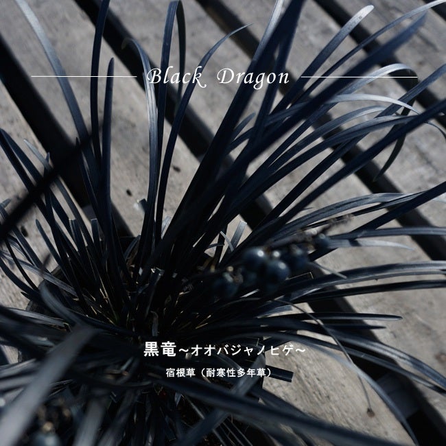 000000002652-01.jpg?size=m&w=