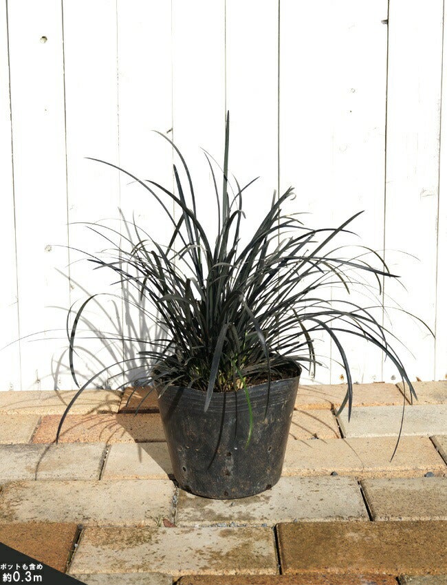 000000002652-03.jpg?size=l&w=