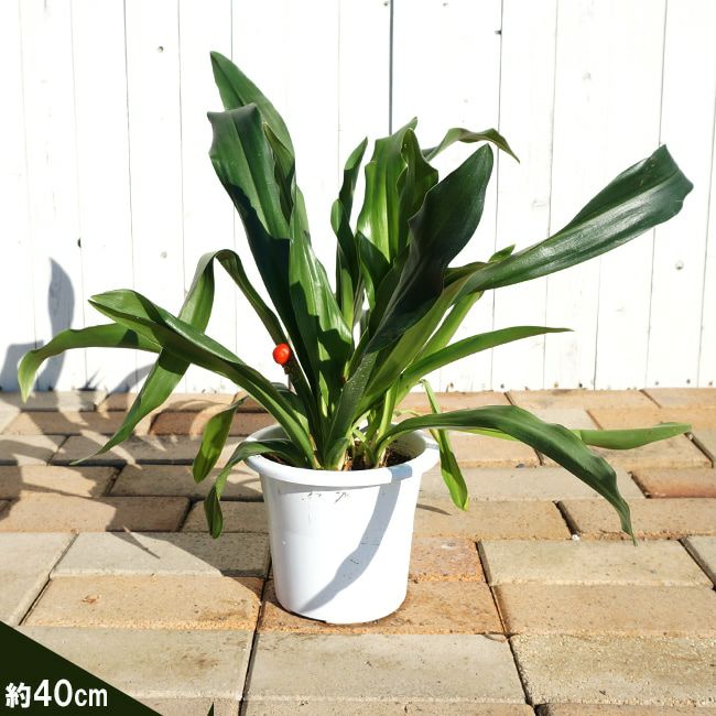 万年青（オモト） 苗 販売 苗木部 By 花ひろばオンライン