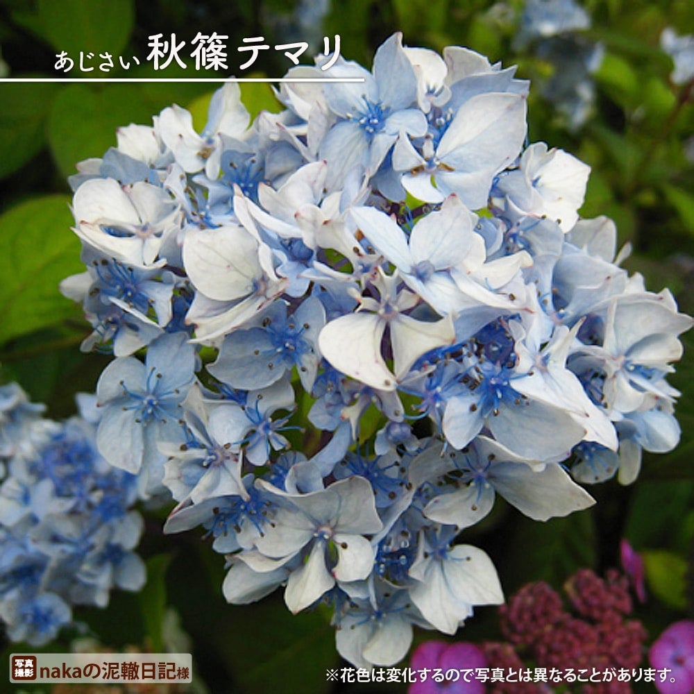 ドライフラワー 【アジサイ ブルー系】 ドライ 花材 花びら 紫陽花