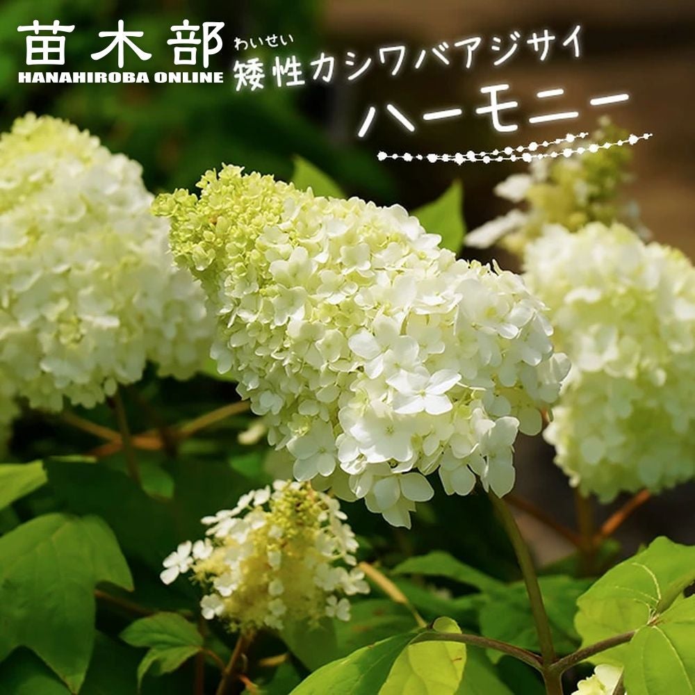 000000002679-01.jpg?size=l&w=