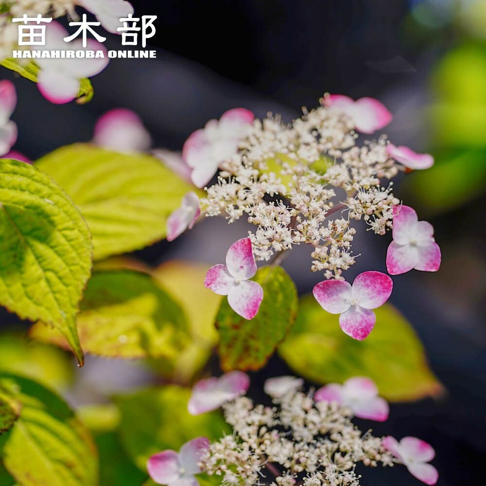 アジサイ | 苗木部 本店 By 花ひろばオンライン