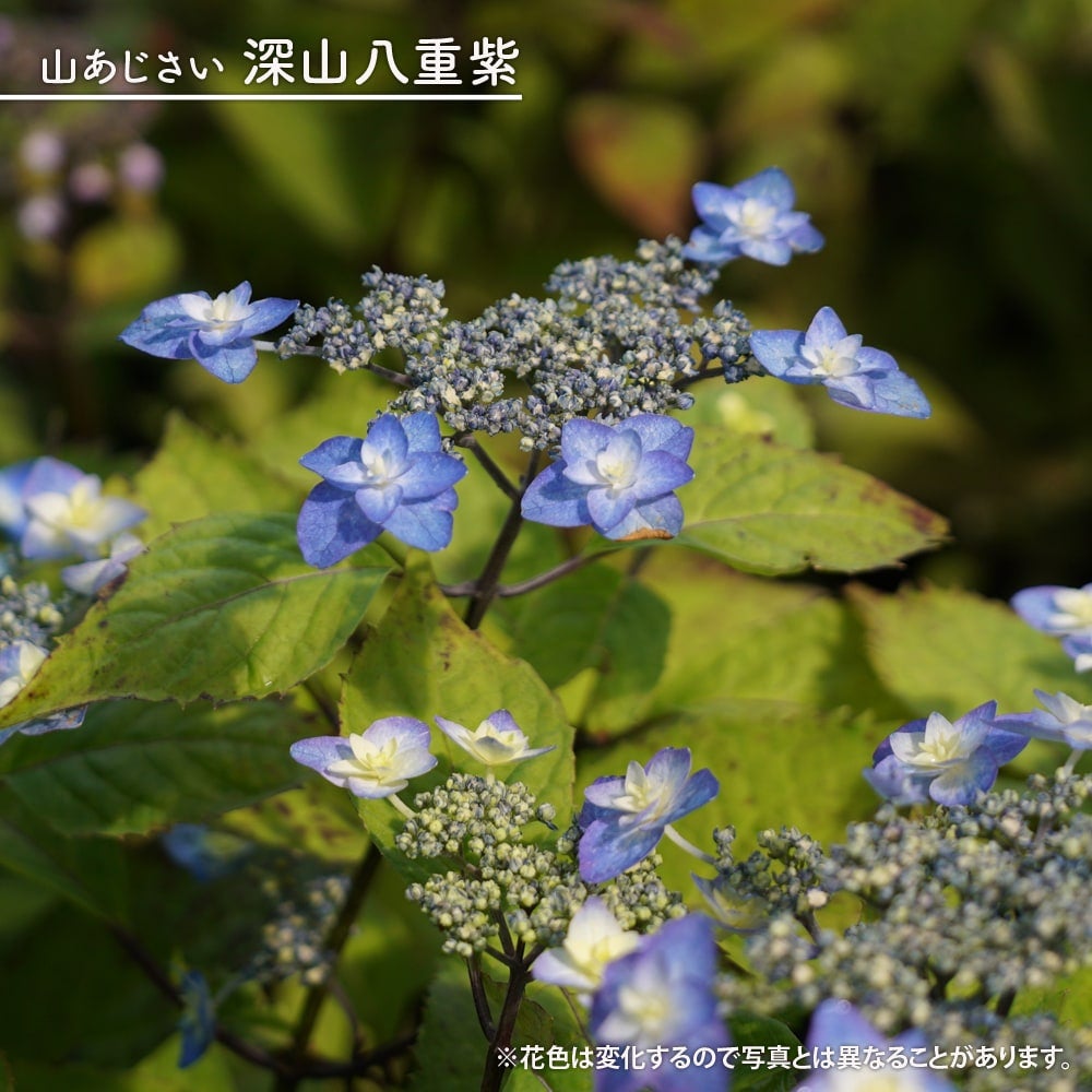 000000002698-01.jpg?size=l&w=