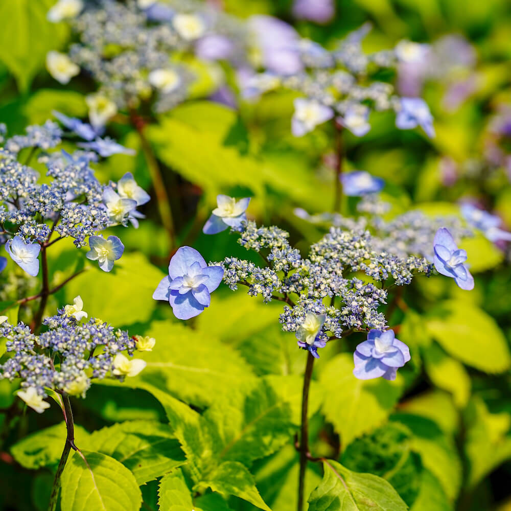 ヤマアジサイ 深山八重紫 苗 販売 苗木部 By 花ひろばオンライン