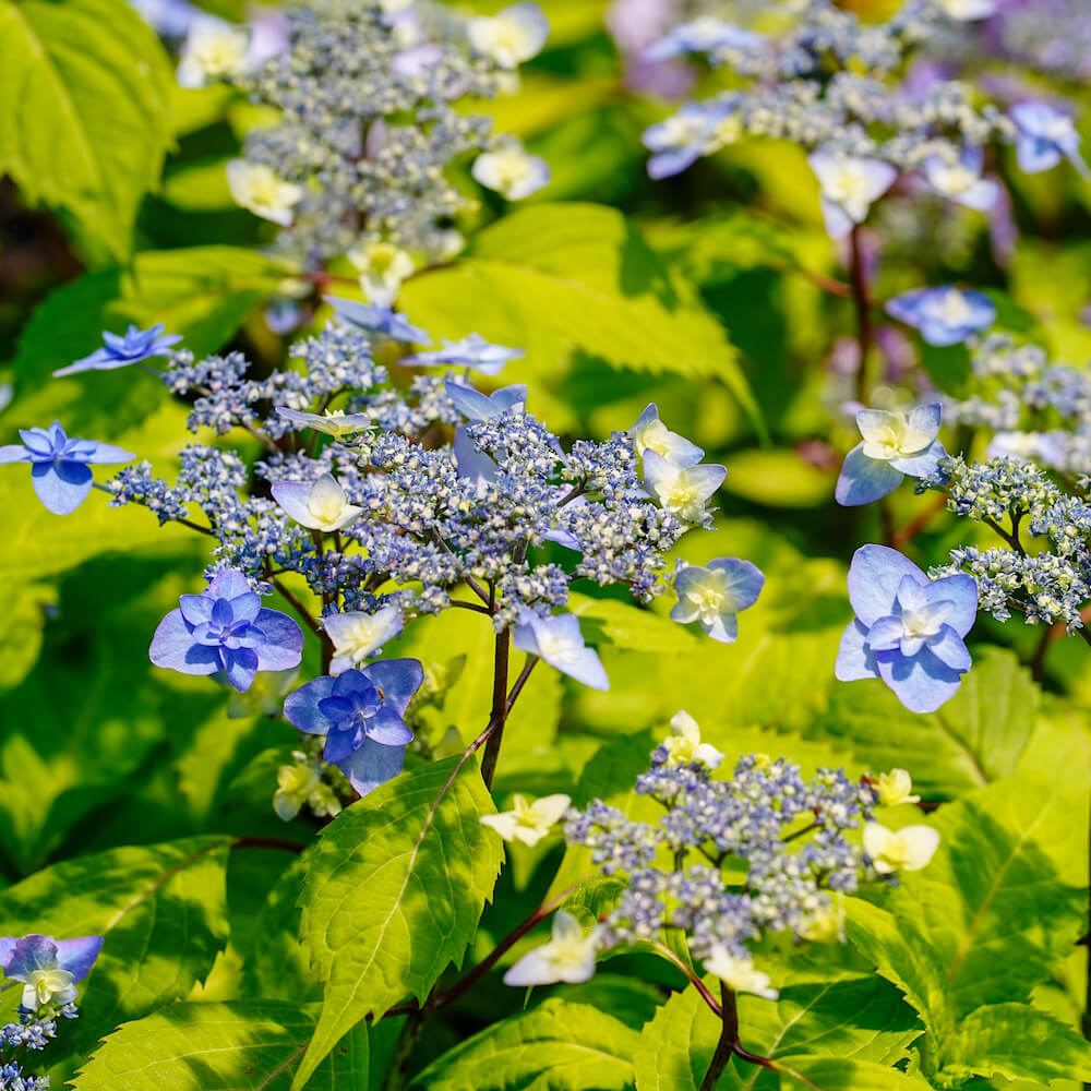 000000002698-03.jpg?size=l&w=