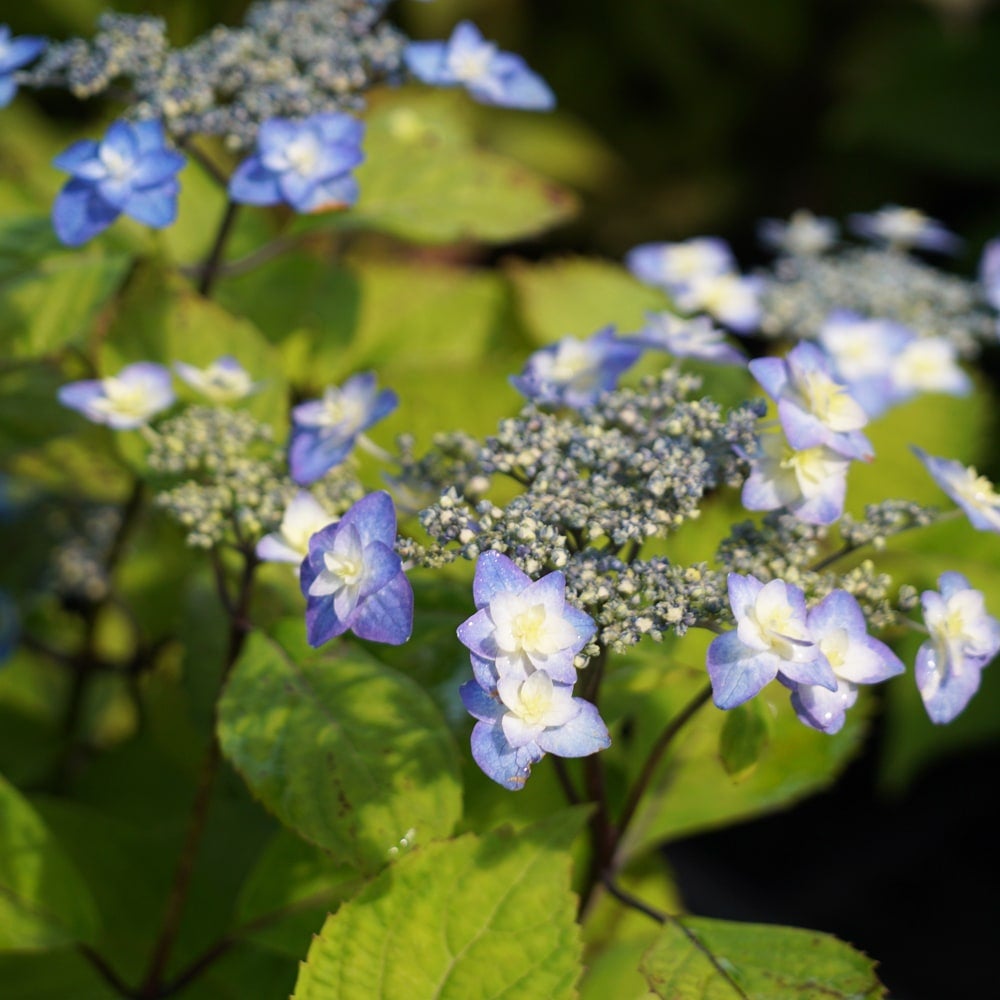 ヤマアジサイ 深山八重紫 苗 販売 苗木部 By 花ひろばオンライン