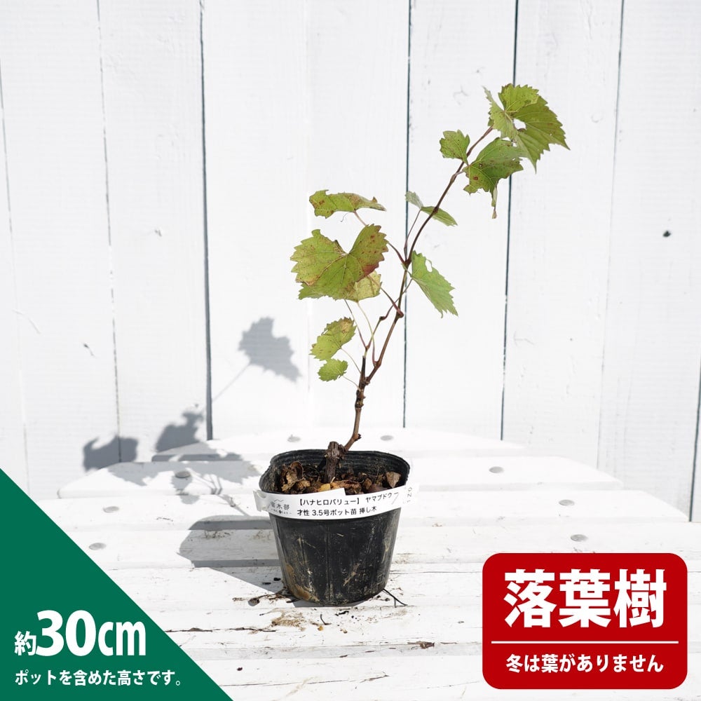 000000102649-04.jpg?size=l&w=
