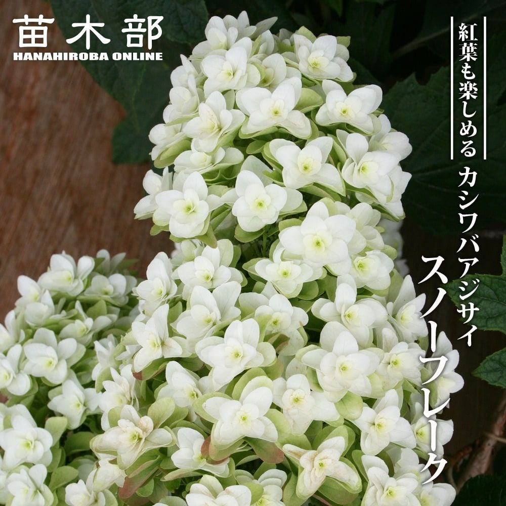 000000002723-01.jpg?size=l&w=