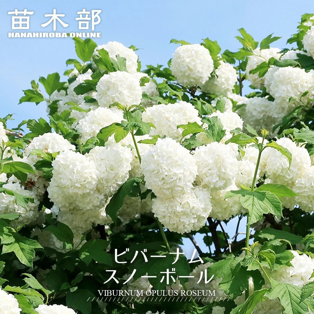 ビバーナム スノーボール 苗 販売 苗木部 By 花ひろばオンライン