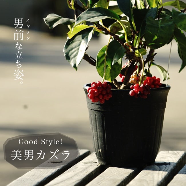 000000002736-01.jpg?size=m&w=