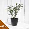 お茶の木「おくみどり」単品（苗木1本のみ）