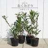 お茶の木「おくみどり」苗木4本セット