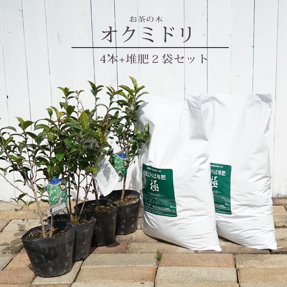 お茶の木「おくみどり」苗木4本と堆肥2袋セット