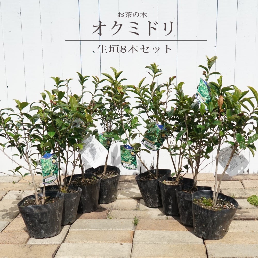 お茶の木「おくみどり」苗木8本セット