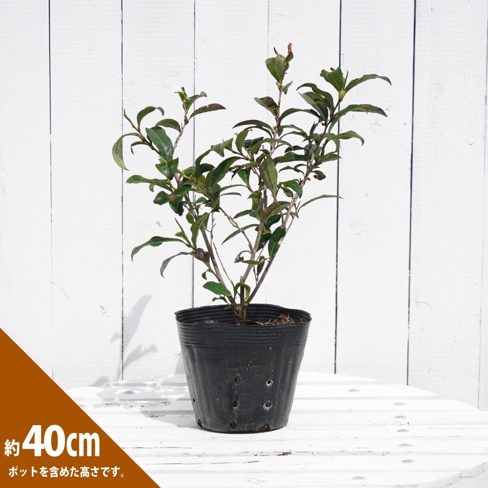 お茶の木「サヤマカオリ」