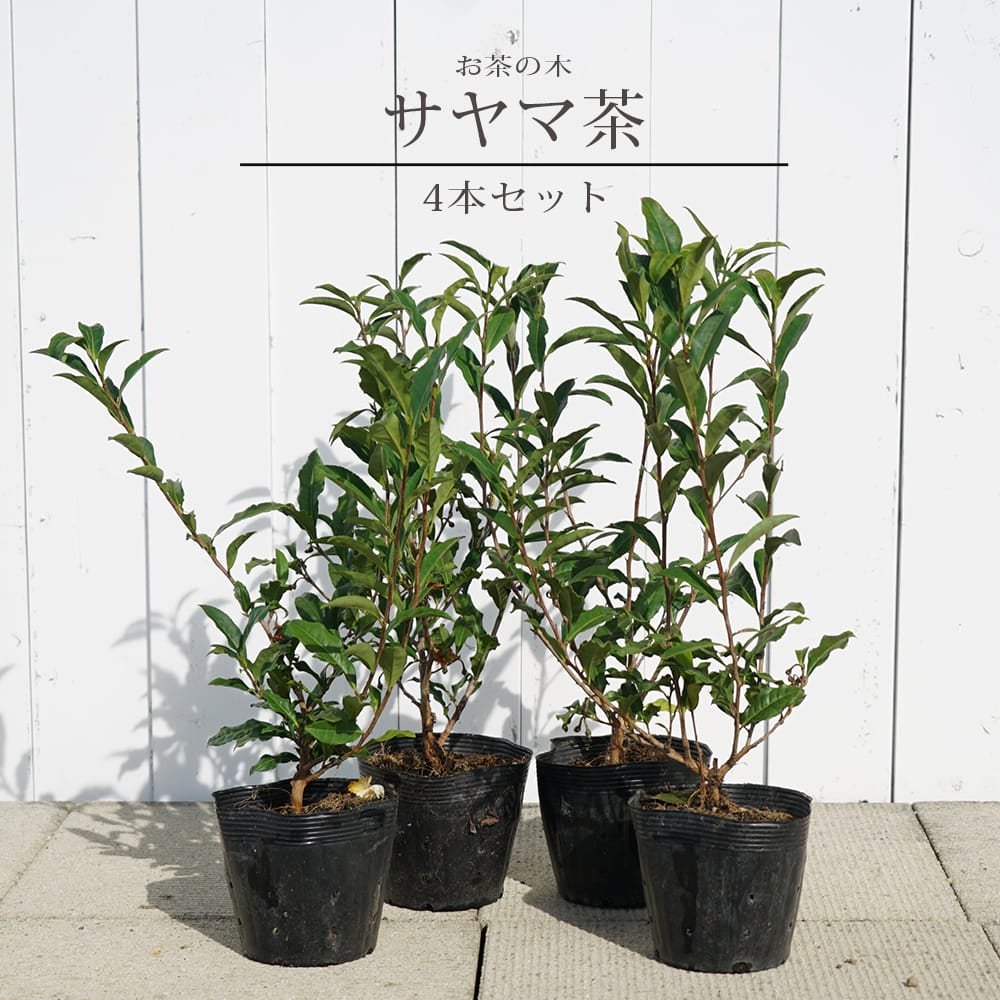 お茶の木「サヤマカオリ」苗木4本セット