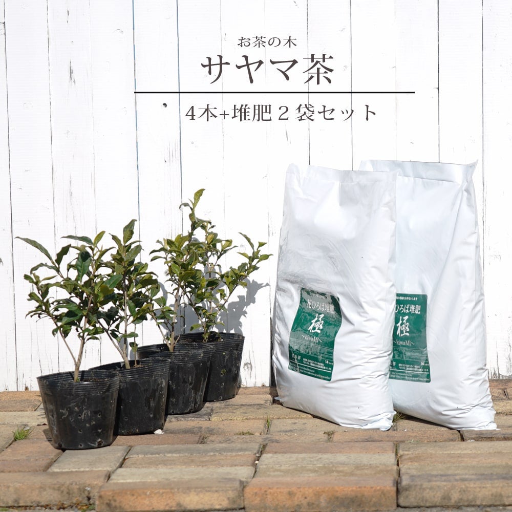 お茶の木「サヤマカオリ」苗木4本と堆肥2袋セット