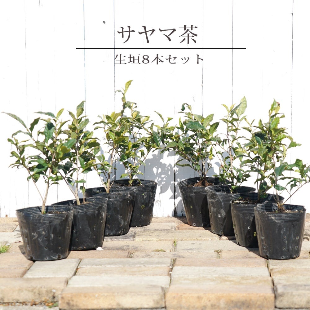 お茶の木「サヤマカオリ」苗木8本セット