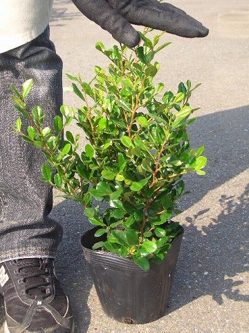 ハマヒサカキ 苗 販売 苗木部 By 花ひろばオンライン