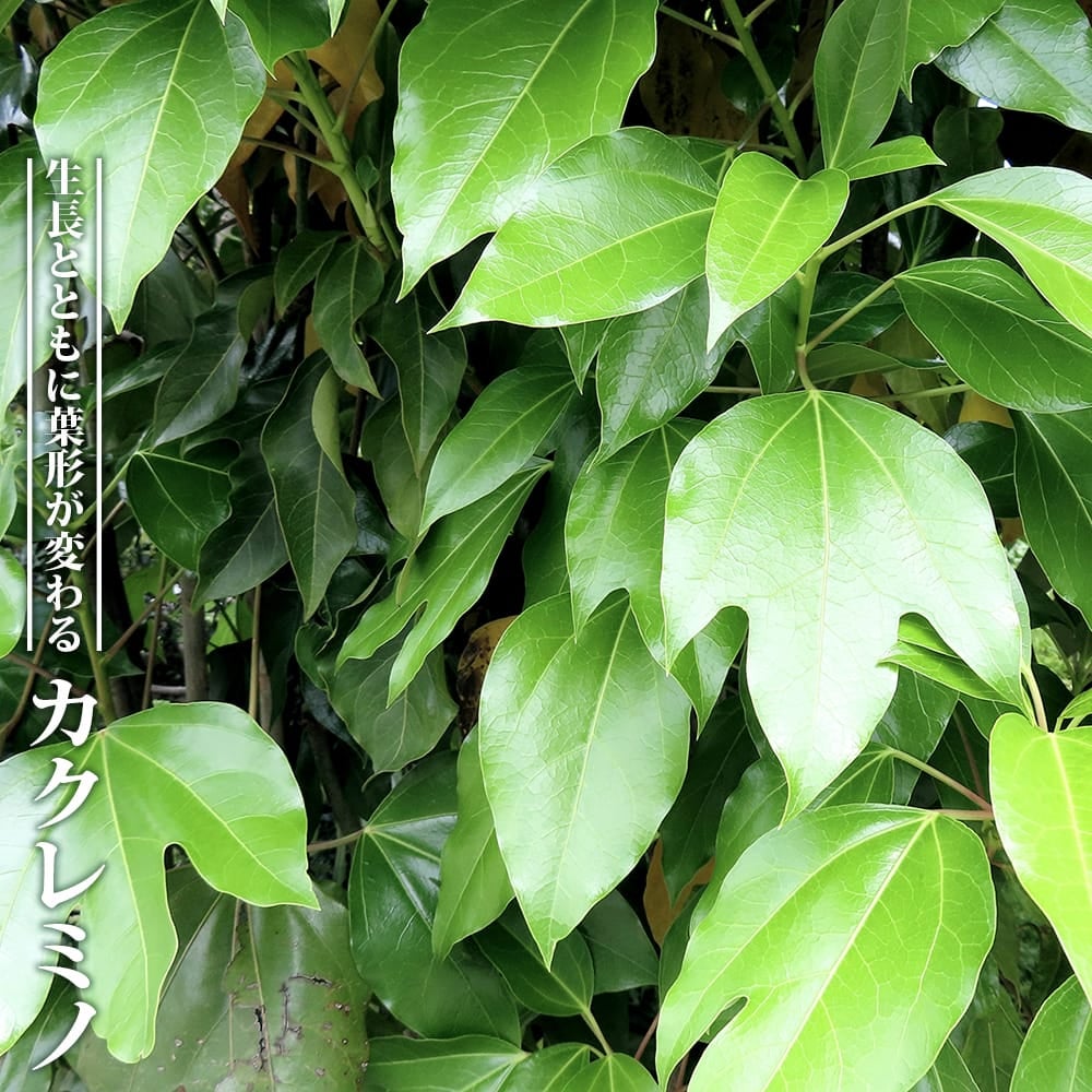 現品　カクレミノ　超特大苗　3mほど　山採り 000000002769-01.jpg?size=l&w=