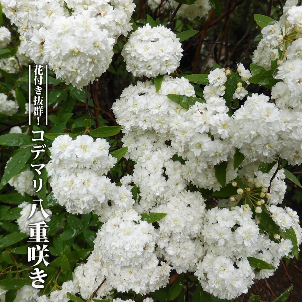 000000002777-01.jpg?size=m&w=
