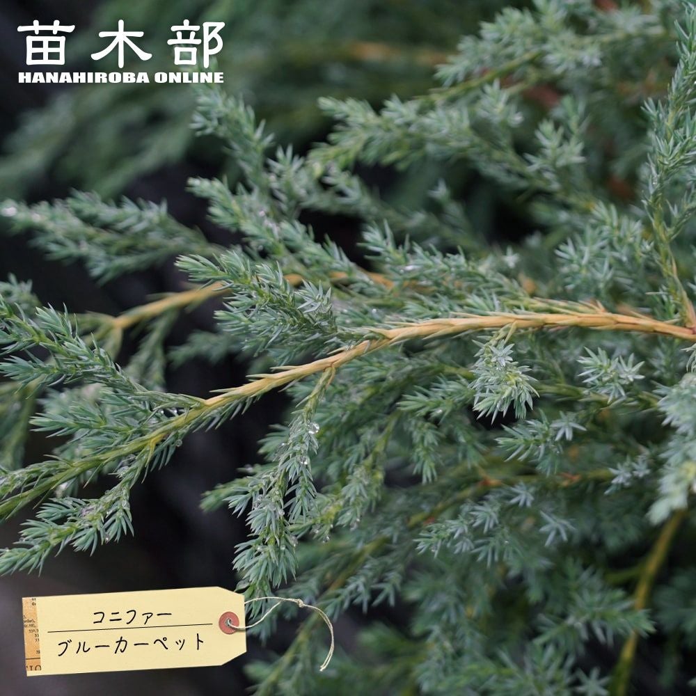 コニファー ブルーアイス 苗 販売 苗木部 By 花ひろばオンライン