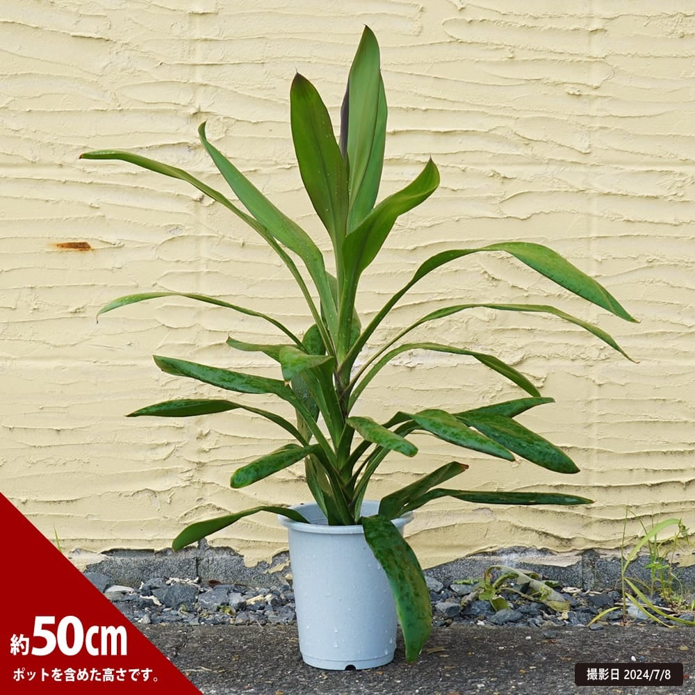 000000102724-04.jpg?size=l&w=