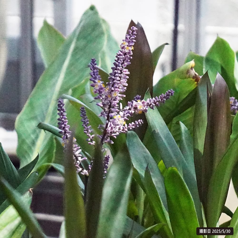 ドラセナ・グローカル 観葉植物 ドラセナ グローカル