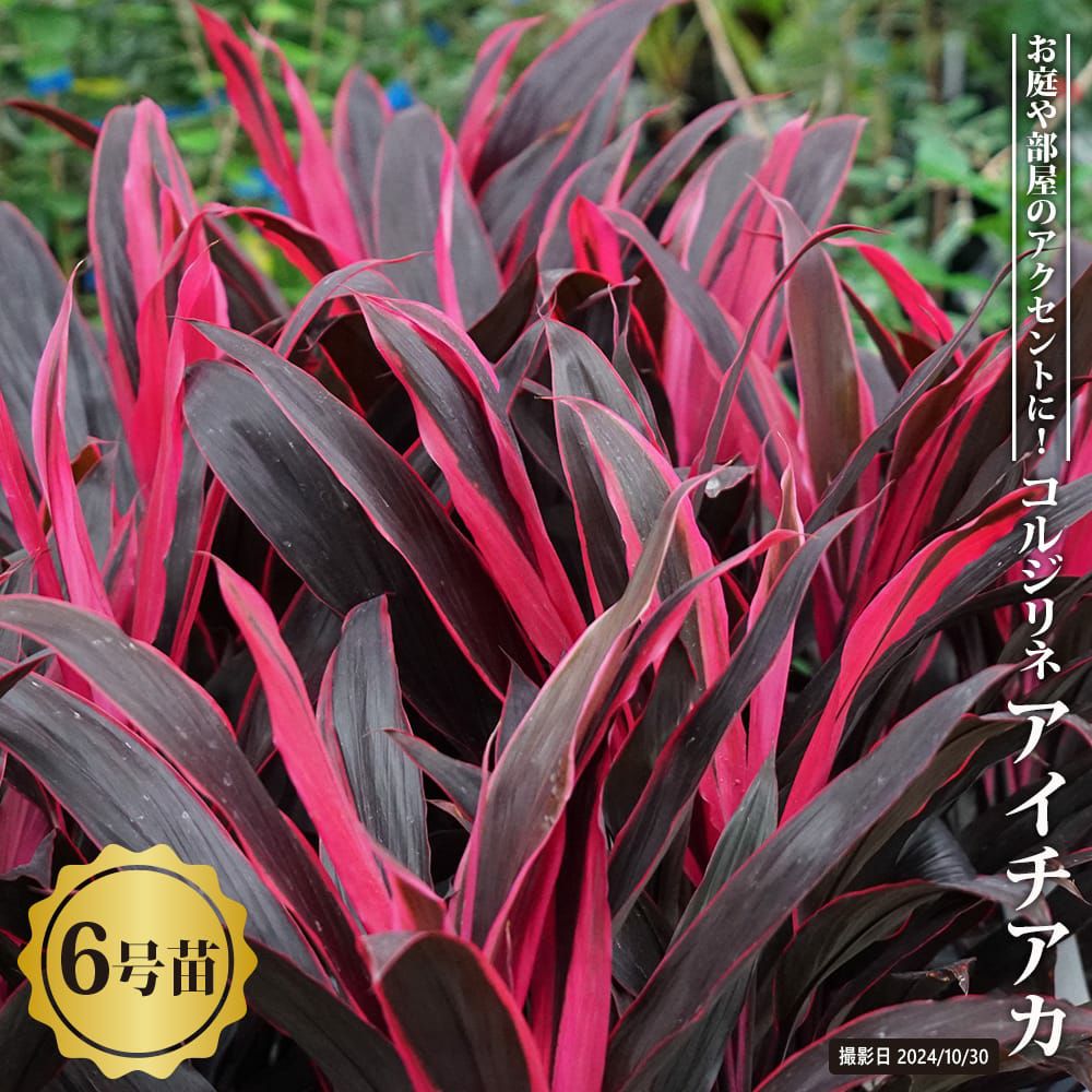 ダシリリオン ロンギシマム 苗 通販 苗木部 By 花ひろばオンライン