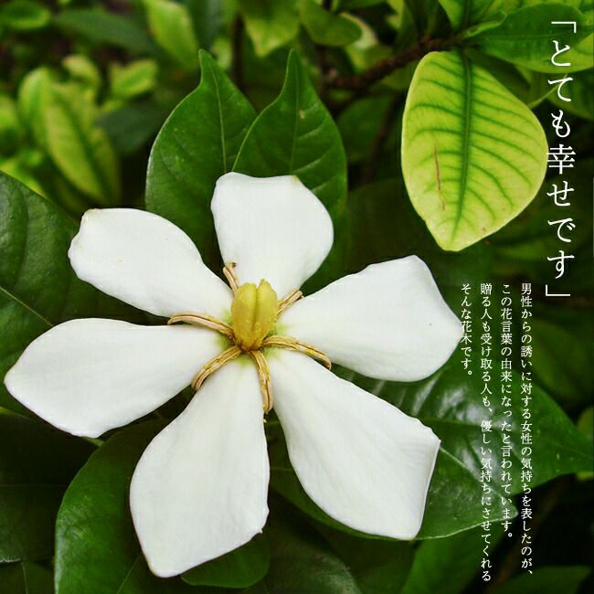 000000002815-01.jpg?size=l&w=